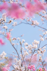 Cherry Blossom