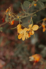 beautiful flowers of minas gerais
