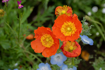 orange and yellow flowers