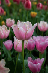 pink and white tulips