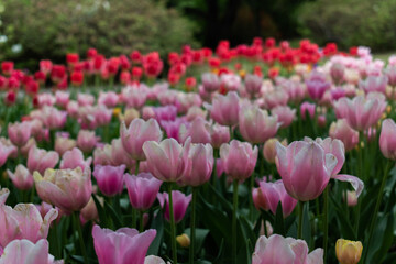 field of tulips