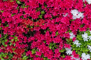 pink flowers background