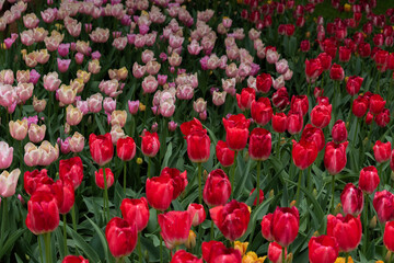 field of tulips