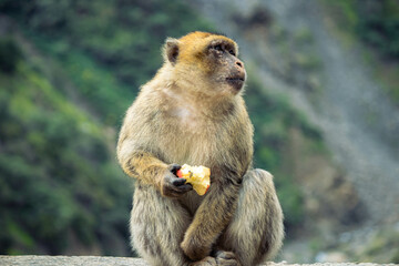 
a little monkey holding a piece of bread