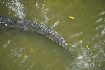 crocodile in the water