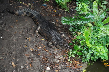 crocodile on the ground