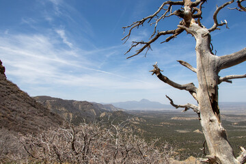 Fototapeta na wymiar dead tree in the desert