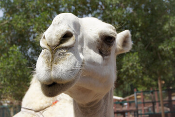 Fototapeta premium portrait of a camel