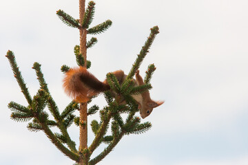 squirrel on a tree