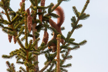 squirrel on a tree