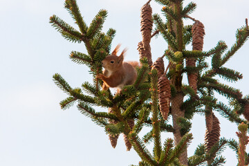 squirrel on a tree