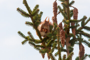 squirrel on a tree