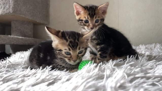 Cute bengal kittens sitting on the white fury blanket and byiting a green ball indoors.
