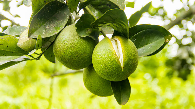 Imágenes de "Unripe Orange": descubre bancos de fotos, ilustraciones,  vectores y vídeos de 55 | Adobe Stock