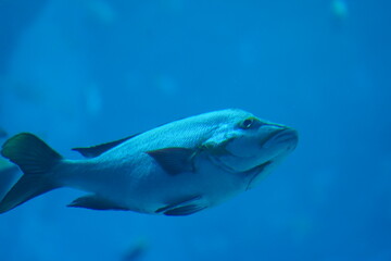 fish in aquarium