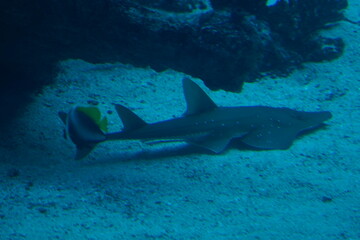 Obraz na płótnie Canvas shark in the aquarium