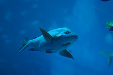 fish in aquarium