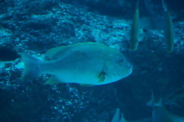 Fototapeta na wymiar Korodai fish in aquarium