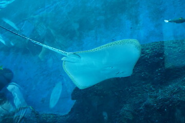 stingray