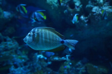 Naklejka na ściany i meble fish in aquarium | The Desjardin s Sailfin Tang (Zebrasoma Desjardini)