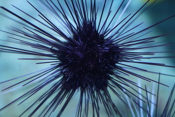 fractal  sea ​​urchin burst  
