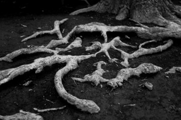 地表から露出したイチョウの木に根が描く模様