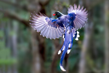 Red-billed Blue Magpie bird spreading its wings in the forest