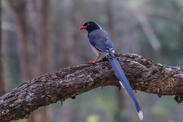 Red-billed Blue Magpie bird on branch in nature.