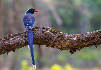 Red-billed Blue Magpie bird on branch in nature.