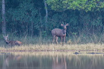 Deer in the forest by the water