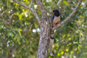Red-billed Blue Magpie bird on branch in nature.