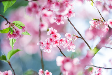 Fototapeta na wymiar Beautiful Pink Cherry Blossom on nature background , Sakura flower blooming , soft focus