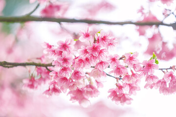 Beautiful  Pink Cherry Blossom on nature background , Sakura flower blooming , soft focus