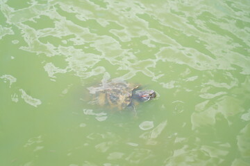 turtle 1n the  water