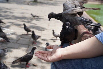 pigeon on the hand