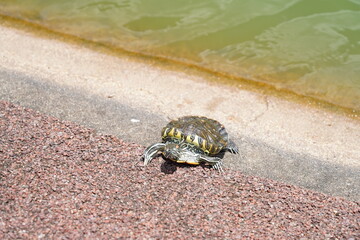 turtle on the rock