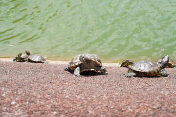 turtle on the rock