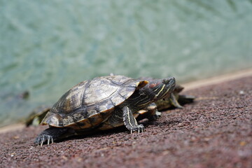 turtle on a rock