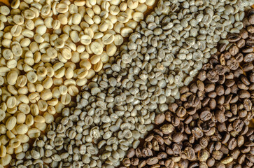 seeds of coffee.