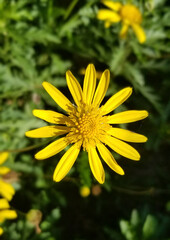 Obraz premium yellow flower in the garden