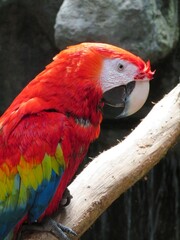 scarlet macaw