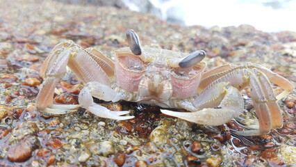 crab on the coral