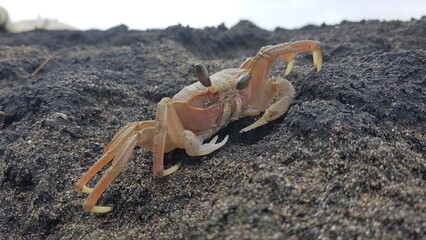 crab on the sand