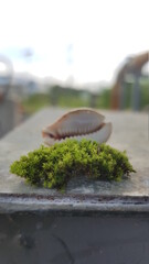 snail and moss