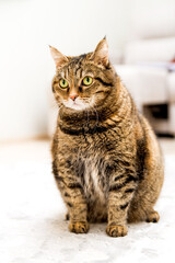 Fat cat due to improper feeding. Pet health problems