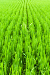 初夏に元気よく伸びた稲	
