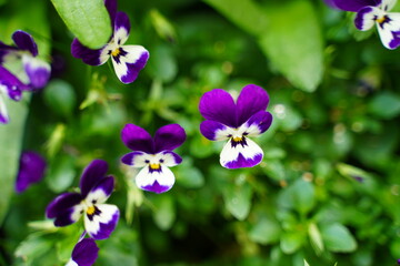 purple orchid flower