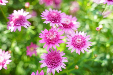 pink flowers in the garden