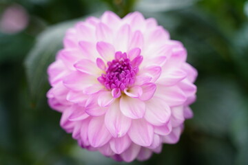 close up of purple chrysanthemum flower