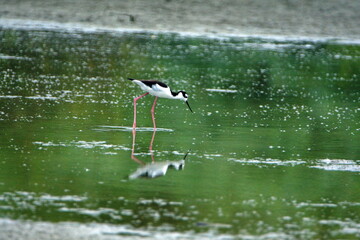Black-necked stilt (Himantopus mexicanus) wading in a shallow pond near the beach in Ayampe, Ecuador